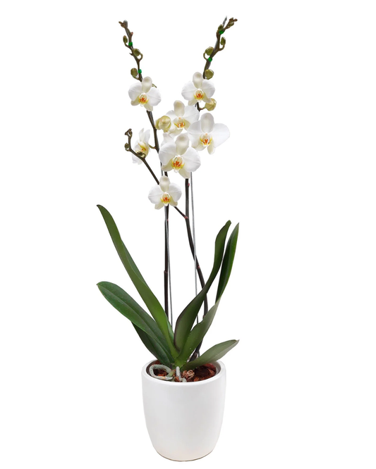 Orquídea grande dos tallos con matera cerámica